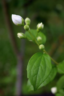 Philadelphus coronarius - pustoryl věncový - pupen květ